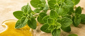 Oregano Oil